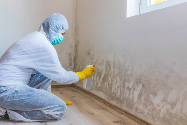 Licensed Commercial Mold Remediation service in Bonlee, NC - WQB Mold Removal