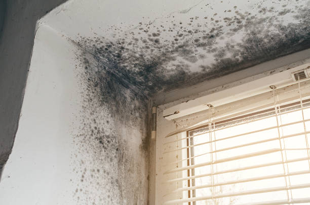 Affordable Commercial Mold Remediation solutions in Bonlee, NC